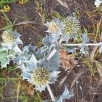 Eryngium maritimumFulla