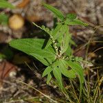 Spigelia anthelmia Fruit