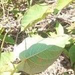 Camonea umbellata Leaf