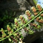 Asplenium foreziense Fruchs