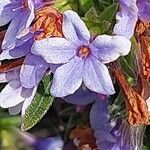 Lithodora zahnii Flor