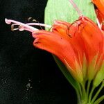 Aeschynanthus parviflorus 花