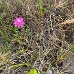 Silene scabriflora Leaf