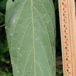 Nectandra membranacea Blatt