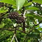 Alnus cordata Fruit