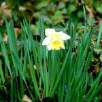 Narcissus bicolor Habit