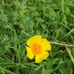 Eschscholzia californicaFlor