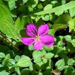 Dissotis rotundifolia Flors