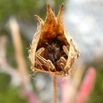 Potentilla caulescens Fruit