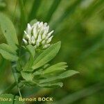 Trifolium squamosum Sonstige