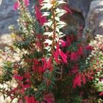 Epacris impressa Flor