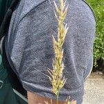Avenula pubescens Fula