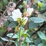 Helianthemum viscarium Flower