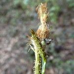 Carex halleriana Floro