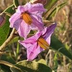 Solanum campylacanthum Çiçek