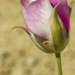 Calochortus venustus Kwiat