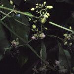 Trichilia schomburgkii Fruit