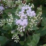 Chromolaena odorata Flor
