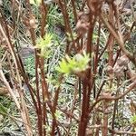 Salix rosmarinifolia পাতা