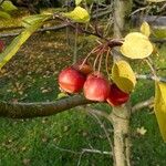 Malus sylvestris Folha