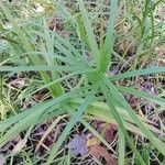 Carex muskingumensis Leaf