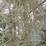 Tillandsia usneoides Fuelha