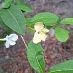 Brunfelsia americana Virág