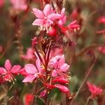 Gaura lindheimeri Blüte