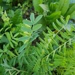 Vicia parviflora Leaf