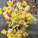 Sedum palmeriFrunză