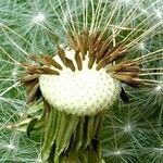 Taraxacum erythrospermum 其他