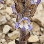 Orobanche rosmarina Bloem