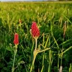 Trifolium incarnatumफूल