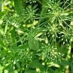 Ammi majus Frucht