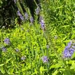 Veronica bachofenii Flor