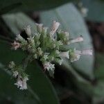 Psychotria schweinfurthii Blüte