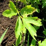 Levisticum officinale Leaf