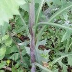 Lactuca floridana Bark