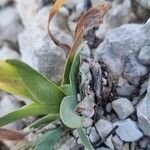 Iris lutescens Leaf