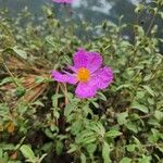 Cistus creticusЦвят