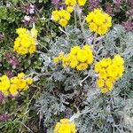 Artemisia glacialis Kukka