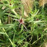 Centaurea calcitrapa Fruto