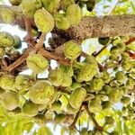 Schefflera pueckleri Frucht