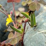 Oxalis corniculata ഫലം