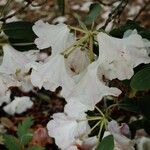 Rhododendron vernicosum Blomst