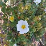 Cistus salviifoliusफूल