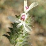 Tetramerium nervosum 花