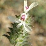 Tetramerium nervosum Flower