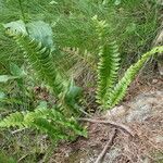 Polystichum lonchitis Хабит