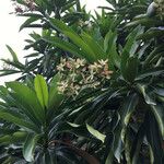 Cerbera manghas Blüte